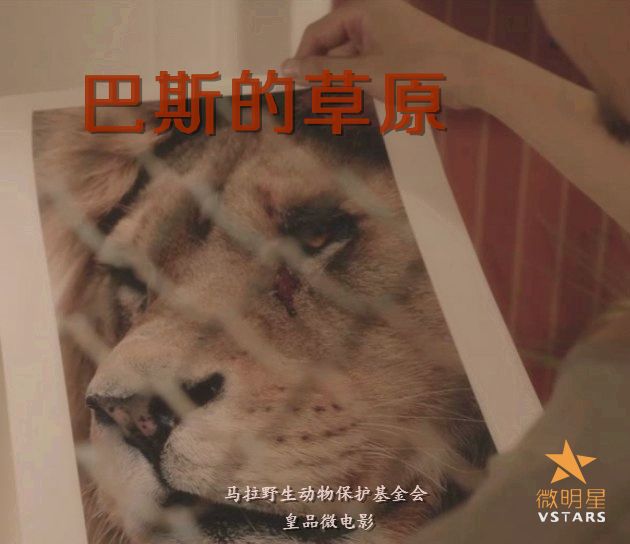 微明星网 微电影 巴斯的草原 保护野生动物