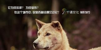 感人微电影《流浪33天》