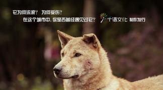 感人微电影《流浪33天》