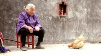 《一老、一少、一鸡》坚持的信念