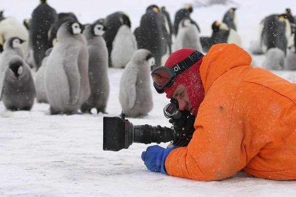 微明星网 纪录片 帝企鹅日记 深蓝 鸟的飞翔