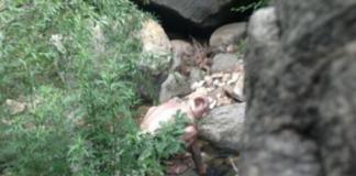 网传&quot北京怀柔惊现怪兽&quot引热议 实为演员特效装扮