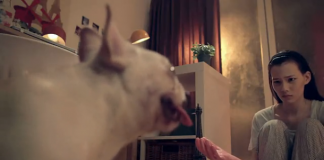 台湾小清新微电影《我的狗男友》