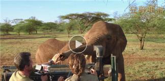 《狂野非洲》先行预告海报双发 刘欢夫妇首度搭档配音