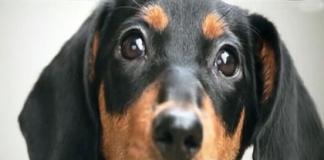 感人父爱 《爸爸是只狗》