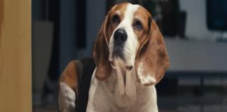 余少群微电影 《闻闻的世界》