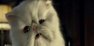 超级搞笑短片 《史上最恶搞版猫狗大战咕》