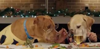 宠物食品趣味短片《猫狗圣诞餐》