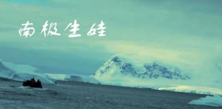 老文艺青年的逆袭-《南极生娃》