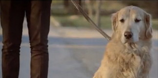 感人微电影 《狗狗寻家记》