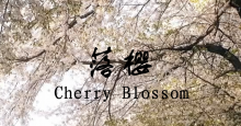 寻找初恋的偶遇-《落樱/Cherry Blossom》