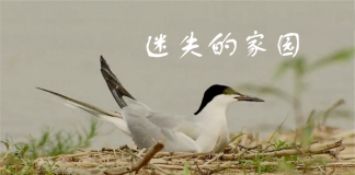 珍惜我们的朋友-《迷失的家园》