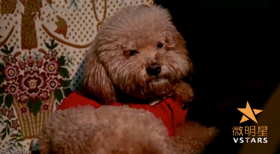 老张家的狗 亲情 感人