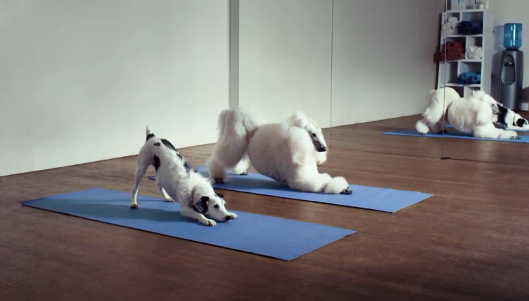 电视广告重要性,狗狗恋爱,心机狗,汪星人恋爱