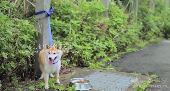 流浪心事 微电影 公益微电影 狗狗微电影 流浪狗微电影