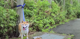 《流浪心事》被抛弃的朋友