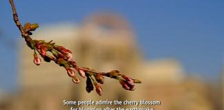 海啸记录短片《海啸与樱花》