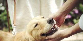 《我的男友和狗》曝全家福海报 定档6月19日